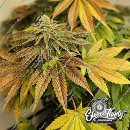 Zerbert Auto Feminized Marijuana Strain by Eleven Thirty Genetics For Sale Online at Cannabis Seeds Outlet