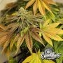 Zerbert Auto Feminized Marijuana Strain by Eleven Thirty Genetics For Sale Online at Cannabis Seeds Outlet