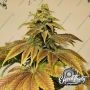 Eleven Thirty Genetics Zerbert Auto Smoke Buds Weed Ganja Skunk Dope Pot Images Pics Nuggets