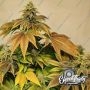 Zerbert Auto Feminized by Eleven Thirty Genetics THC Content Potency Strength CBD Height Yield Flowering Time Indica Sativa Gene