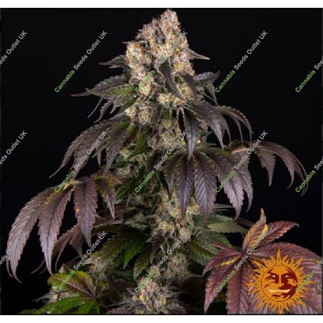 Girl Scout Cookies Feminized Marijuana Strain by Barneys Farm For Sale Online at Cannabis Seeds Outlet