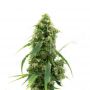 G13 Outlet Auto Female Outlet Cannabis Seeds