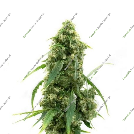 G13 Auto Feminized Marijuana Strain by Our Own Weed Breeders For Sale Online at Cannabis Seeds Outlet