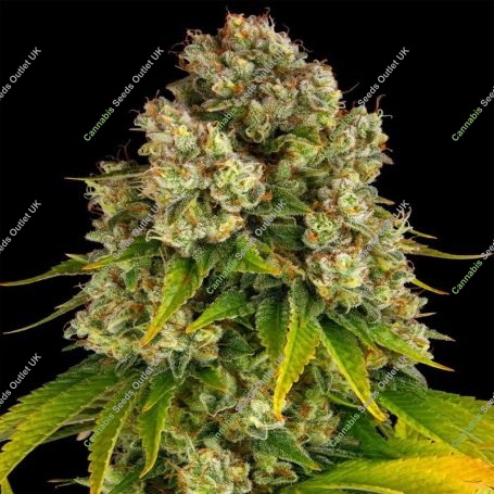 Auto Cheese Feminized Marijuana Strain by Barneys Farm For Sale Online at Cannabis Seeds Outlet