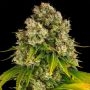 Auto Cheese Feminized Marijuana Strain by Barneys Farm For Sale Online at Cannabis Seeds Outlet