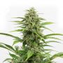 Incredible Bulk Auto Female Outlet Weed Seeds