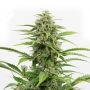 Incredible Bulk Auto Feminized Marijuana Strain by Our Own Weed Breeders For Sale Online at Cannabis Seeds Outlet