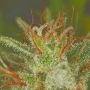 Cannabis Seeds Outlet Incredible Bulk Auto Smoke Buds Weed Ganja Skunk Dope Pot Images Pics Nuggets