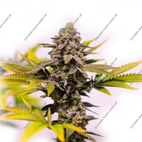 Jack Herer Blueberry Auto Marijuana Strain by Our Own Weed Breeders For Sale Online at Cannabis Seeds Outlet