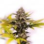 Jack Herer Blueberry Auto Marijuana Strain by Our Own Weed Breeders For Sale Online at Cannabis Seeds Outlet