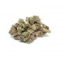 Cannabis Seeds Outlet Weed Strain Jack Herer Blueberry Auto Marijuana Seeds Original Collector Souvenir Authentic Packaging Pack