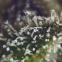 Cannabis Seeds Outlet Jack Herer Blueberry Auto Smoke Buds Weed Ganja Skunk Dope Pot Images Pics Nuggets
