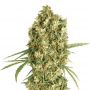 Jack Herer Auto Female Outlet Cannabis Seeds