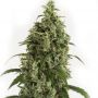 Moby Dick Auto Female Outlet Cannabis Seeds