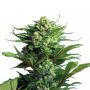 NYC Diesel Auto Female Outlet Cannabis Seeds