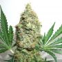 The Ultimate Feminised Outlet Cannabis Seeds