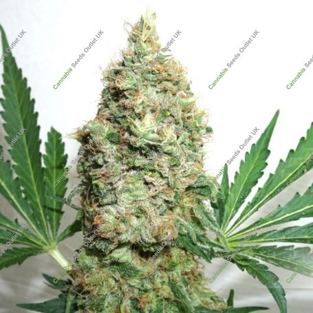 The Ultimate Feminized Marijuana Strain by Our Own Weed Breeders For Sale Online at Cannabis Seeds Outlet