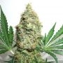 The Ultimate Feminized Marijuana Strain by Our Own Weed Breeders For Sale Online at Cannabis Seeds Outlet