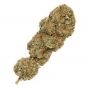 Cannabis Seeds Outlet Weed Strain The Ultimate Feminized Marijuana Seeds Original Collector Souvenir Authentic Packaging Packs