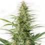 Sour Diesel Auto Female Outlet Cannabis Seeds