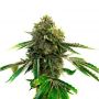 Sweet Tooth Auto Female Outlet Cannabis Seeds