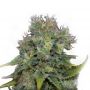 Yumbolt Auto Female Outlet Cannabis Seeds