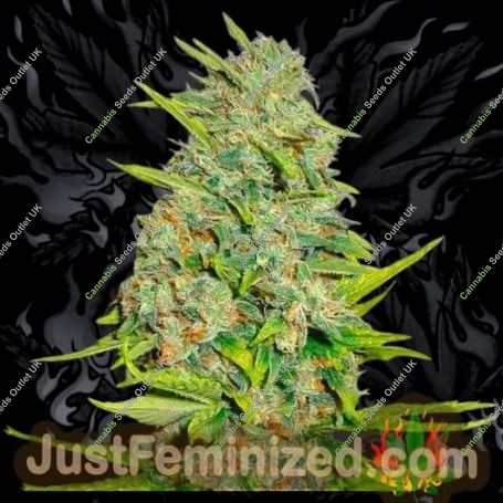 AKA Original 47 Auto Marijuana Strain by Just Feminized For Sale Online at Cannabis Seeds Outlet