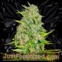 AKA Original 47 Auto Marijuana Strain by Just Feminized For Sale Online at Cannabis Seeds Outlet