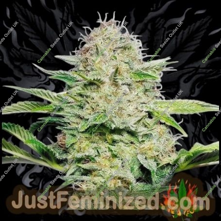 AKA Original 47 Fast V Marijuana Strain by Just Feminized For Sale Online at Cannabis Seeds Outlet