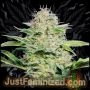 AKA Original 47 Fast V Marijuana Strain by Just Feminized For Sale Online at Cannabis Seeds Outlet