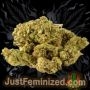 Just Feminized AKA Original 47 Fast V Smoke Buds Weed Ganja Skunk Dope Pot Images Pics Nuggets