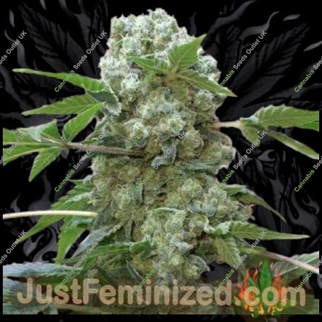AKA Original 47 Feminized Marijuana Strain by Just Feminized For Sale Online at Cannabis Seeds Outlet