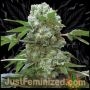 AKA Original 47 Feminized Marijuana Strain by Just Feminized For Sale Online at Cannabis Seeds Outlet