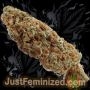 Just Feminized AKA Original 47 Smoke Buds Weed Ganja Skunk Dope Pot Images Pics Nuggets