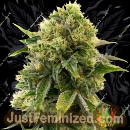 Alien Gorilla Glue Auto Marijuana Strain by Just Feminized For Sale Online at Cannabis Seeds Outlet