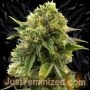 Alien Gorilla Glue Auto Marijuana Strain by Just Feminized For Sale Online at Cannabis Seeds Outlet