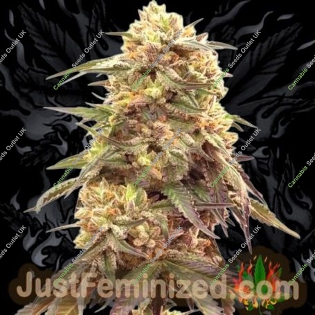 Alien Gorilla Glue Marijuana Strain by Just Feminized For Sale Online at Cannabis Seeds Outlet
