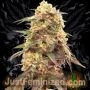 Alien Gorilla Glue Marijuana Strain by Just Feminized For Sale Online at Cannabis Seeds Outlet