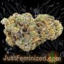 Just Feminized Alien Gorilla Glue Smoke Buds Weed Ganja Skunk Dope Pot Images Pics Nuggets