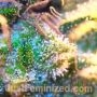 Alien Gorilla Glue by Just Feminized THC Content Potency Strength CBD Height Yield Flowering Time Indica Sativa Genetics