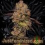 Jet Fuel AMG Auto Marijuana Strain by Just Feminized For Sale Online at Cannabis Seeds Outlet