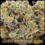 Just Feminized Jet Fuel AMG Auto Smoke Buds Weed Ganja Skunk Dope Pot Images Pics Nuggets
