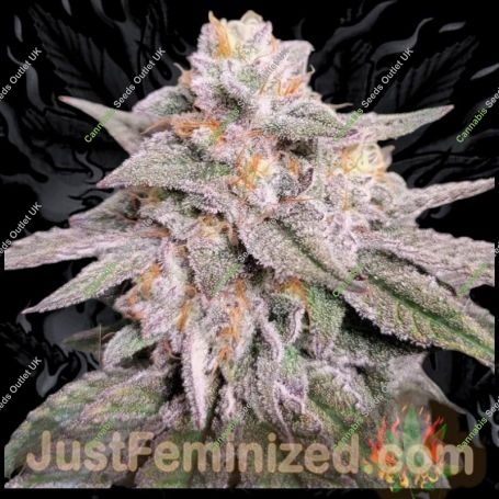 Jet Fuel AMG Marijuana Strain by Just Feminized For Sale Online at Cannabis Seeds Outlet