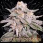 Jet Fuel AMG Marijuana Strain by Just Feminized For Sale Online at Cannabis Seeds Outlet