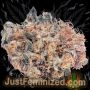 Just Feminized Jet Fuel AMG Smoke Buds Weed Ganja Skunk Dope Pot Images Pics Nuggets