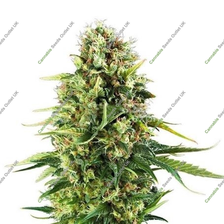 Amnesia Blueberry Auto Feminized Marijuana Strain by Our Own Weed Breeders For Sale Online at Cannabis Seeds Outlet