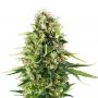 Amnesia Blueberry Auto Feminized Marijuana Strain by Our Own Weed Breeders For Sale Online at Cannabis Seeds Outlet