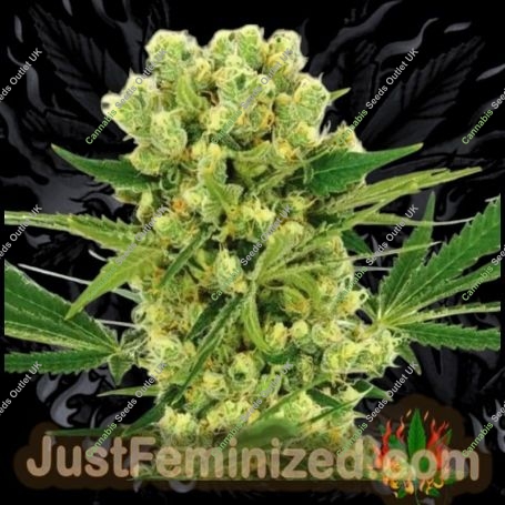 Amnesia Auto Marijuana Strain by Just Feminized For Sale Online at Cannabis Seeds Outlet