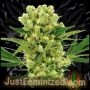 Amnesia Auto Marijuana Strain by Just Feminized For Sale Online at Cannabis Seeds Outlet