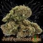 Just Feminized Amnesia Auto Smoke Buds Weed Ganja Skunk Dope Pot Images Pics Nuggets